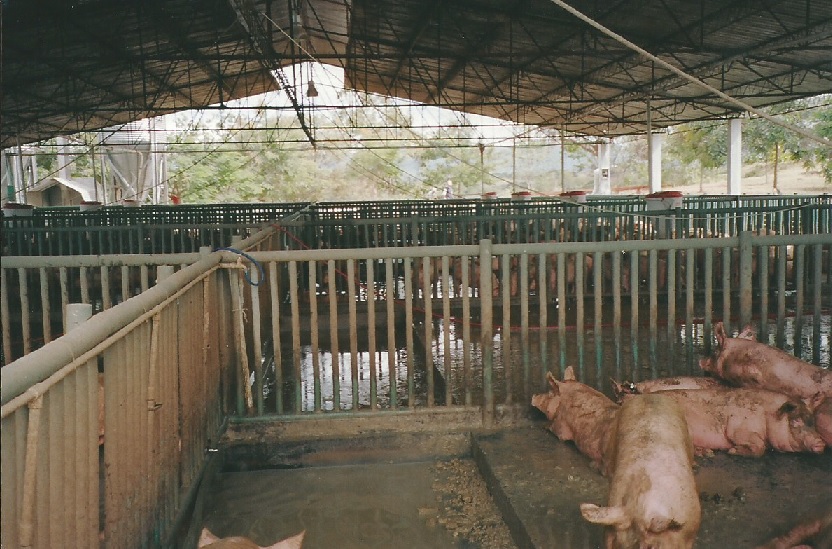 corral para ceba de porcino zona húmeda zona seca porcicultura tecnificada corral baranda apriscos en plástico para porcinos porciculturas modernas corrales para criar engordar cerdos ceba cría engorda camada 0000 123246546874987980 corral para ceba de porcino parideras, porcinas corral, gestación cerdas, parto cerda, lechonera, destete, jaula pre ceba porcinos, corraleja, ceba, engorde cerdos, porqueriza cría de lechones, pisos jaulas comederos, porcicultura jaulas, corrales, parideras, porcinas corral, gestación cerdas,zona húmeda zona seca porcicultura tecnificada corral baranda apriscos en plástico para porcinos porciculturas modernas corrales para criar engordar cerdos ceba cría engorda camada 000098789465413201320 corral para ceba de porcino zona húmeda zona seca porcicultura tecnificada corral baranda apriscos en plástico para porcinos porciculturas modernas corrales para criar engordar cerdos ceba cría engorda camada 0000